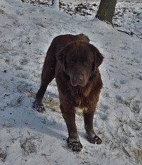 Timber