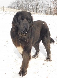 Moose