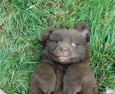 happy healthy puppies