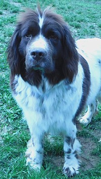 Shania adult newfie mom