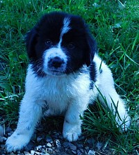 hayes available newfie puppy