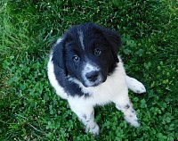 Harper available newfie puppy