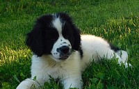 hutch available newfie puppy