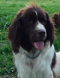 Shanias puppies available newfie puppies