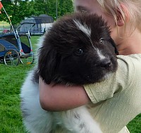 Hudson available newfie puppy
