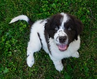 newfie puppy for sale